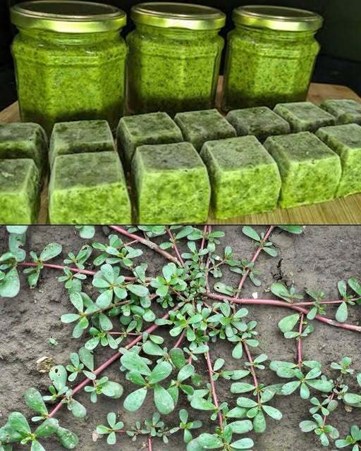 What Happens to Your Body When You Eat Purslane Every Day — Especially After 60