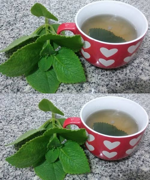 5 Reasons Seniors Should Add Oregano to Their Diet, Exploring Antioxidant Benefits, Heart Health Support, Immune Boosting Properties, Digestive Aid, And Anti-Inflammatory Effects, While Offering Simple Ways To Include This Powerful Herb In Daily Meals And Highlighting Its Role In Promoting Overall Wellness Naturally As Part Of A Balanced And Healthy Lifestyle Routine