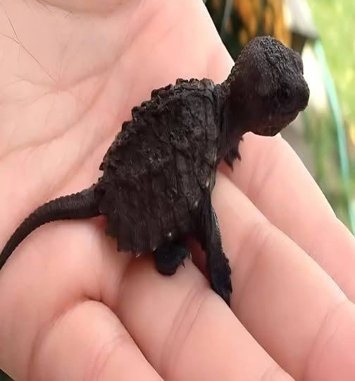 During a walk, the young girl came across something very strange: a small black creature was lying in the grass