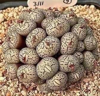 Daughter Discovers Strange Eggs Under Her Bed, Causing Her Family To Leave The Home 