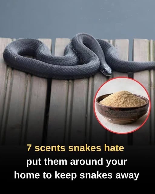 These Seven Strong Scents May Help Deter Snakes Around Your Home
