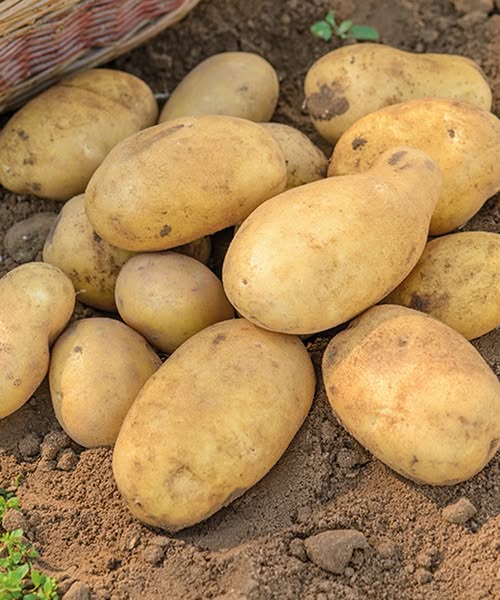 Doctors reveal that eating potatoes causes… See more…