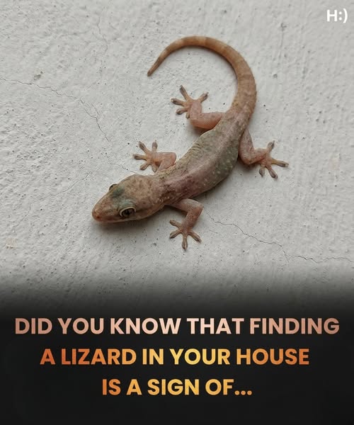 Did you know: When a lizard visits your house, it’s a sign