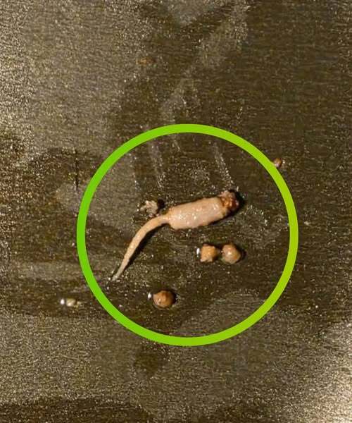 I was cooking ground beef and when I took it out of the pan, I noticed a strange object that didn’t look like beef.