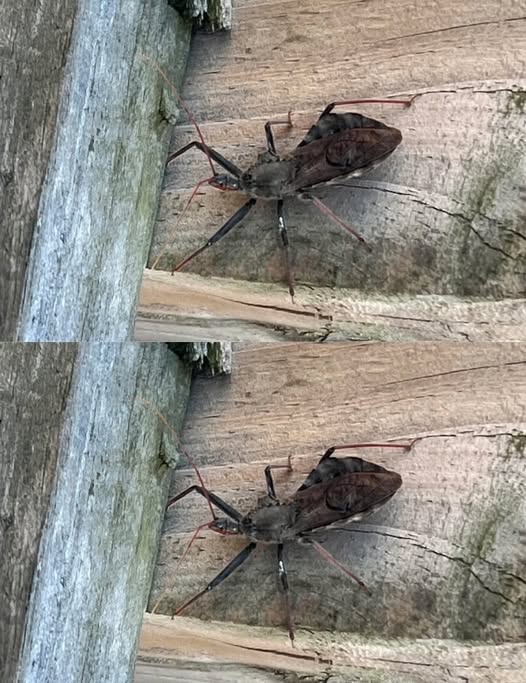 What To Do If Bitten By An Assassin Bug