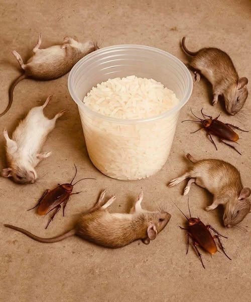 How to get rid of rats and cockroaches with rice: An effective and natural home remedy