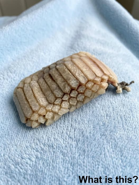 Found in the water on the beach… it looks like pαrt of a creature.