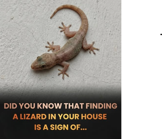 Did you know: When a lizard visits your house