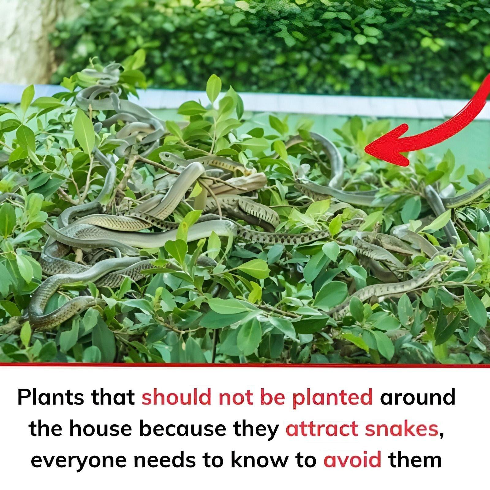 Plants that should not be planted around the house because they attract snakes, everyone needs to know to avoid them.