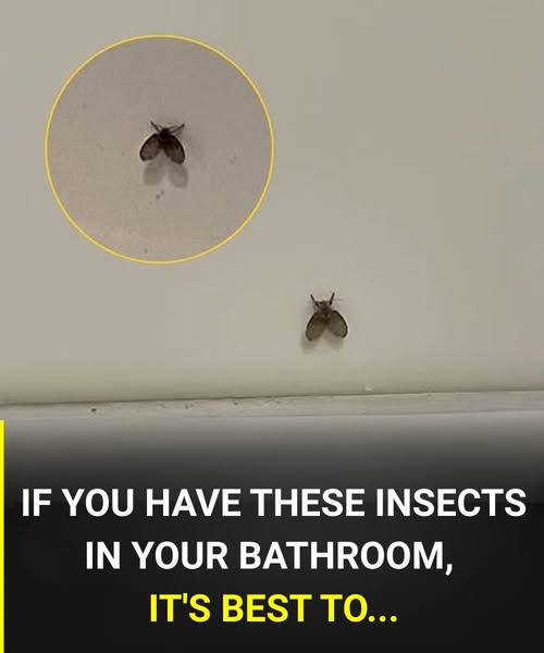 The bathroom fly that appears in many homes and what could indicate its presence