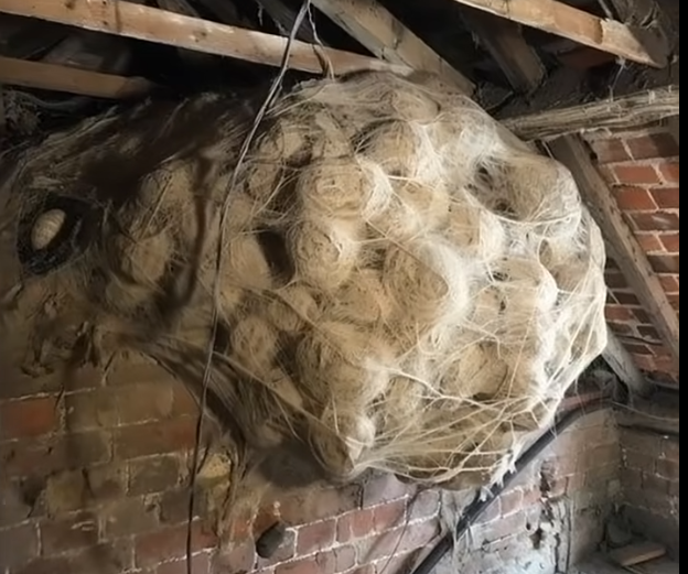 HOMEOWNER FINDS HORRIFYING COLONY IN ATTIC AND IS STUNNED BY ITS GIGANTIC SIZE