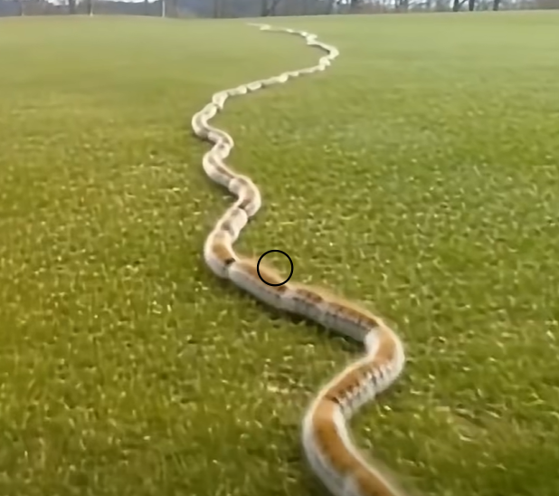 A Startling Discovery in the Grass: When Nature Surprises Us